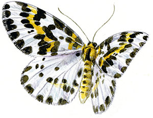 Иллюстрация к книге — Бабочки. Основы систематики, среда обитания, жизненный цикл и магия совершенства [i_203.jpg]