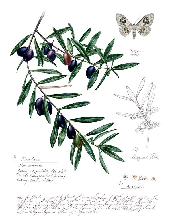 Иллюстрация к книге — Бабочки. Основы систематики, среда обитания, жизненный цикл и магия совершенства [i_204.jpg]