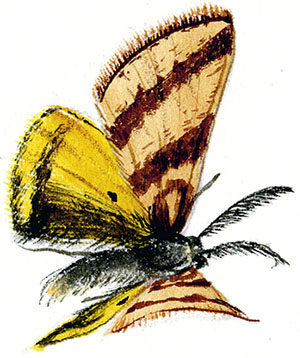 Иллюстрация к книге — Бабочки. Основы систематики, среда обитания, жизненный цикл и магия совершенства [i_206.jpg]