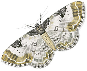 Иллюстрация к книге — Бабочки. Основы систематики, среда обитания, жизненный цикл и магия совершенства [i_209.jpg]