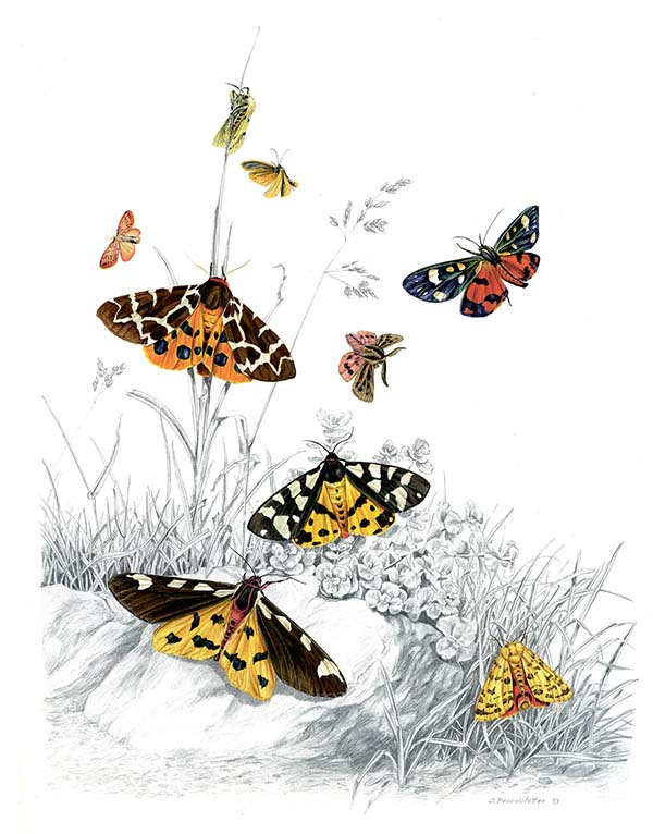 Иллюстрация к книге — Бабочки. Основы систематики, среда обитания, жизненный цикл и магия совершенства [i_212.jpg]