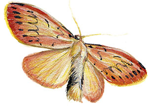 Иллюстрация к книге — Бабочки. Основы систематики, среда обитания, жизненный цикл и магия совершенства [i_213.jpg]