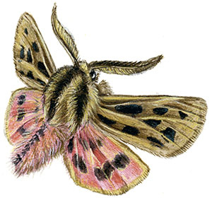 Иллюстрация к книге — Бабочки. Основы систематики, среда обитания, жизненный цикл и магия совершенства [i_215.jpg]