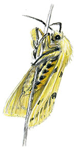 Иллюстрация к книге — Бабочки. Основы систематики, среда обитания, жизненный цикл и магия совершенства [i_217.jpg]