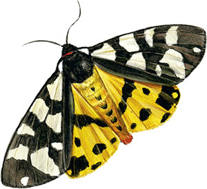 Иллюстрация к книге — Бабочки. Основы систематики, среда обитания, жизненный цикл и магия совершенства [i_218.jpg]