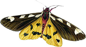 Иллюстрация к книге — Бабочки. Основы систематики, среда обитания, жизненный цикл и магия совершенства [i_219.jpg]