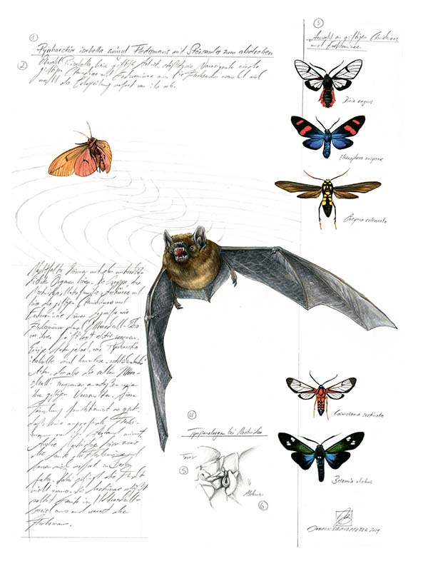 Иллюстрация к книге — Бабочки. Основы систематики, среда обитания, жизненный цикл и магия совершенства [i_222.jpg]