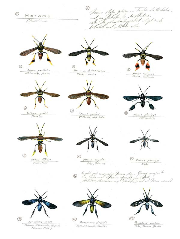 Иллюстрация к книге — Бабочки. Основы систематики, среда обитания, жизненный цикл и магия совершенства [i_225.jpg]