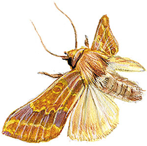 Иллюстрация к книге — Бабочки. Основы систематики, среда обитания, жизненный цикл и магия совершенства [i_228.jpg]