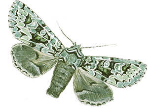 Иллюстрация к книге — Бабочки. Основы систематики, среда обитания, жизненный цикл и магия совершенства [i_231.jpg]