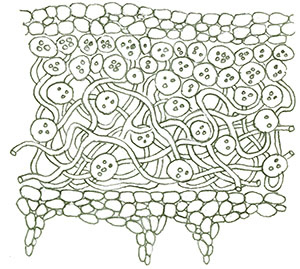 Иллюстрация к книге — Бабочки. Основы систематики, среда обитания, жизненный цикл и магия совершенства [i_232.jpg]