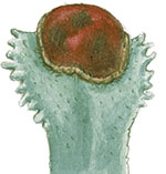 Иллюстрация к книге — Бабочки. Основы систематики, среда обитания, жизненный цикл и магия совершенства [i_234.jpg]