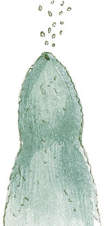 Иллюстрация к книге — Бабочки. Основы систематики, среда обитания, жизненный цикл и магия совершенства [i_235.jpg]