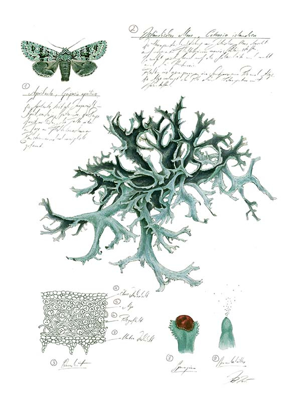 Иллюстрация к книге — Бабочки. Основы систематики, среда обитания, жизненный цикл и магия совершенства [i_236.jpg]