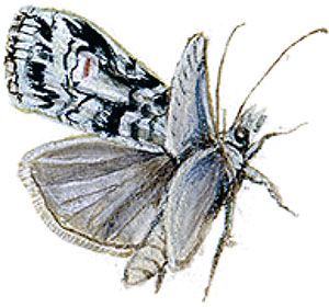 Иллюстрация к книге — Бабочки. Основы систематики, среда обитания, жизненный цикл и магия совершенства [i_239.jpg]