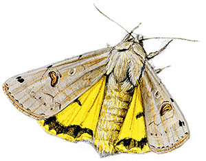 Иллюстрация к книге — Бабочки. Основы систематики, среда обитания, жизненный цикл и магия совершенства [i_250.jpg]