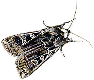 Иллюстрация к книге — Бабочки. Основы систематики, среда обитания, жизненный цикл и магия совершенства [i_251.jpg]