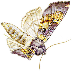 Иллюстрация к книге — Бабочки. Основы систематики, среда обитания, жизненный цикл и магия совершенства [i_253.jpg]