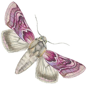 Иллюстрация к книге — Бабочки. Основы систематики, среда обитания, жизненный цикл и магия совершенства [i_256.jpg]