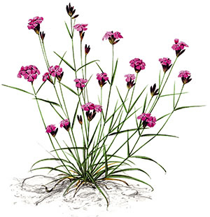 Иллюстрация к книге — Бабочки. Основы систематики, среда обитания, жизненный цикл и магия совершенства [i_259.jpg]