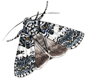 Иллюстрация к книге — Бабочки. Основы систематики, среда обитания, жизненный цикл и магия совершенства [i_260.jpg]