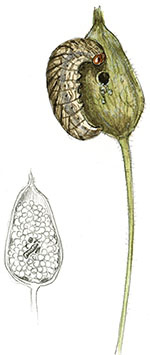 Иллюстрация к книге — Бабочки. Основы систематики, среда обитания, жизненный цикл и магия совершенства [i_261.jpg]