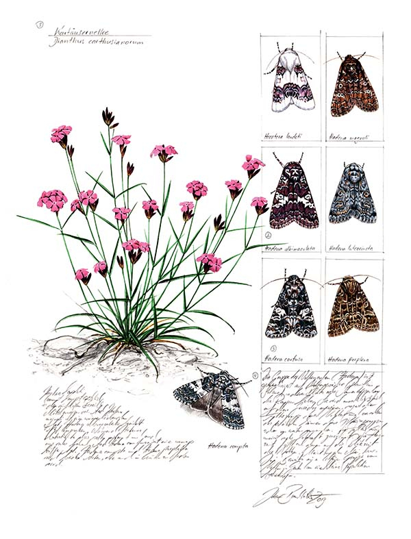 Иллюстрация к книге — Бабочки. Основы систематики, среда обитания, жизненный цикл и магия совершенства [i_262.jpg]