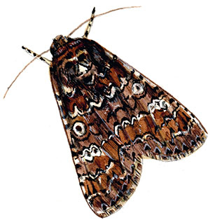 Иллюстрация к книге — Бабочки. Основы систематики, среда обитания, жизненный цикл и магия совершенства [i_265.jpg]