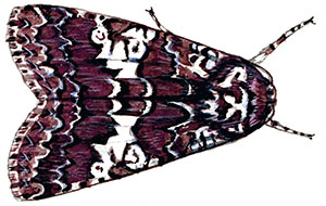 Иллюстрация к книге — Бабочки. Основы систематики, среда обитания, жизненный цикл и магия совершенства [i_266.jpg]