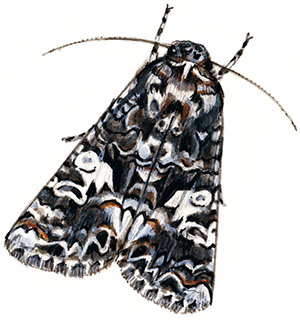 Иллюстрация к книге — Бабочки. Основы систематики, среда обитания, жизненный цикл и магия совершенства [i_267.jpg]