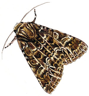 Иллюстрация к книге — Бабочки. Основы систематики, среда обитания, жизненный цикл и магия совершенства [i_268.jpg]