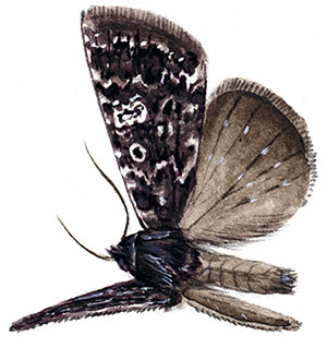 Иллюстрация к книге — Бабочки. Основы систематики, среда обитания, жизненный цикл и магия совершенства [i_269.jpg]