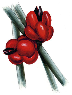 Иллюстрация к книге — Бабочки. Основы систематики, среда обитания, жизненный цикл и магия совершенства [i_270.jpg]