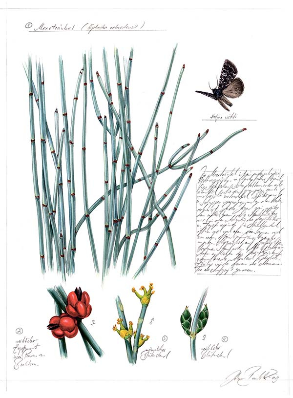 Иллюстрация к книге — Бабочки. Основы систематики, среда обитания, жизненный цикл и магия совершенства [i_271.jpg]