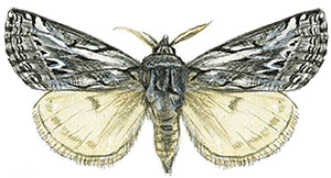 Иллюстрация к книге — Бабочки. Основы систематики, среда обитания, жизненный цикл и магия совершенства [i_272.jpg]