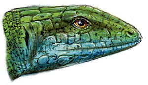 Иллюстрация к книге — Бабочки. Основы систематики, среда обитания, жизненный цикл и магия совершенства [i_280.jpg]