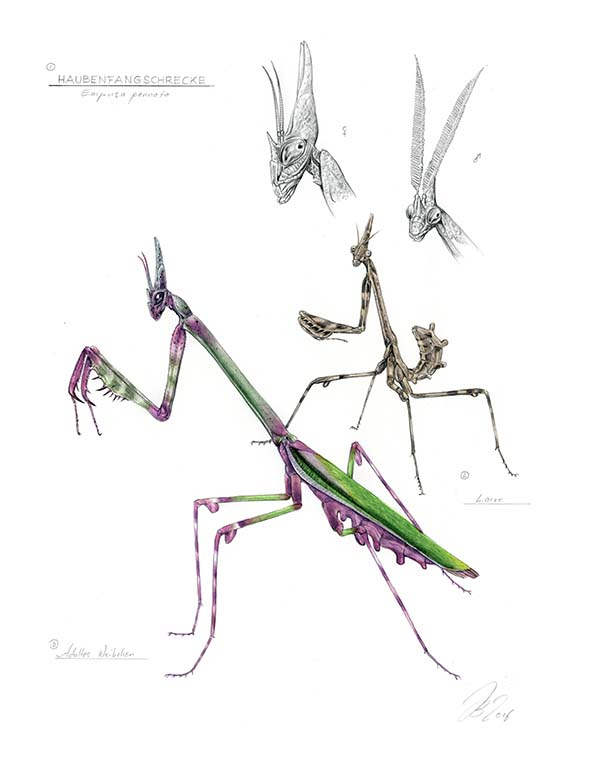 Иллюстрация к книге — Бабочки. Основы систематики, среда обитания, жизненный цикл и магия совершенства [i_281.jpg]