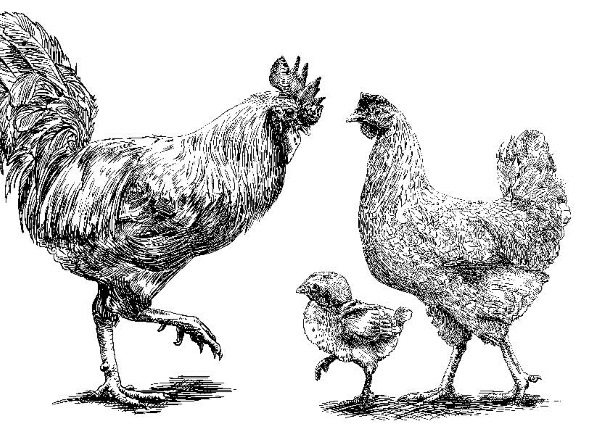 Иллюстрация к книге — Секретная жизнь коров. Истории о животных, которые не так глупы, как нам кажется [i_001.jpg]