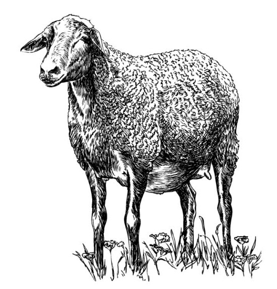 Иллюстрация к книге — Секретная жизнь коров. Истории о животных, которые не так глупы, как нам кажется [i_005.jpg]