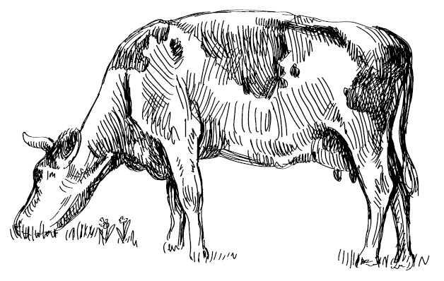 Иллюстрация к книге — Секретная жизнь коров. Истории о животных, которые не так глупы, как нам кажется [i_006.jpg]