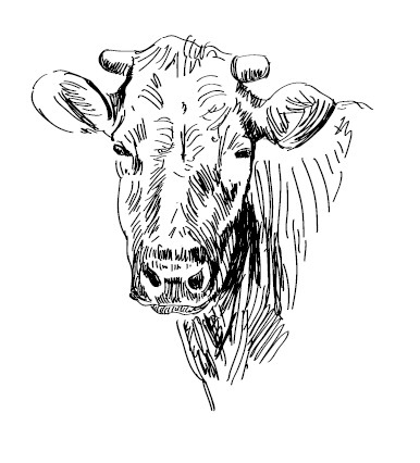 Иллюстрация к книге — Секретная жизнь коров. Истории о животных, которые не так глупы, как нам кажется [i_008.jpg]