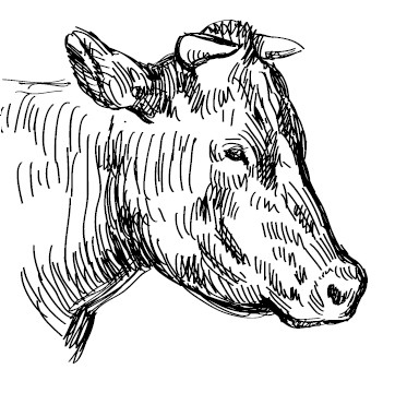 Иллюстрация к книге — Секретная жизнь коров. Истории о животных, которые не так глупы, как нам кажется [i_010.jpg]