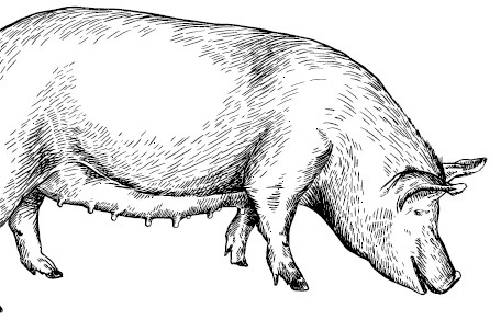 Иллюстрация к книге — Секретная жизнь коров. Истории о животных, которые не так глупы, как нам кажется [i_012.jpg]