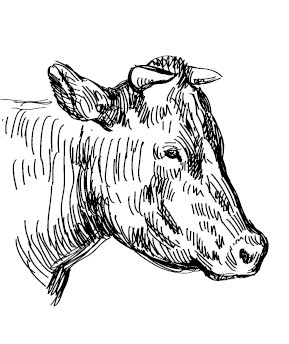 Иллюстрация к книге — Секретная жизнь коров. Истории о животных, которые не так глупы, как нам кажется [i_018.jpg]