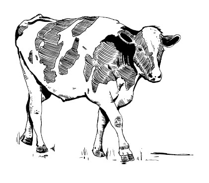 Иллюстрация к книге — Секретная жизнь коров. Истории о животных, которые не так глупы, как нам кажется [i_021.jpg]