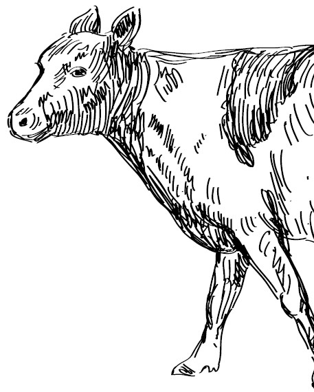 Иллюстрация к книге — Секретная жизнь коров. Истории о животных, которые не так глупы, как нам кажется [i_022.jpg]