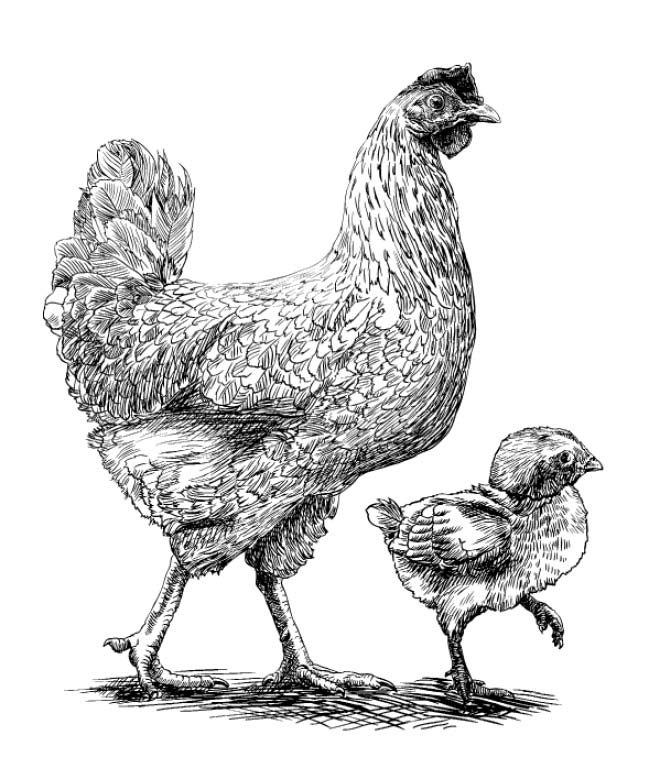 Иллюстрация к книге — Секретная жизнь коров. Истории о животных, которые не так глупы, как нам кажется [i_024.jpg]