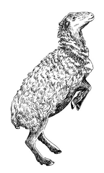 Иллюстрация к книге — Секретная жизнь коров. Истории о животных, которые не так глупы, как нам кажется [i_025.jpg]