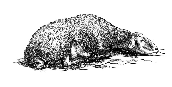 Иллюстрация к книге — Секретная жизнь коров. Истории о животных, которые не так глупы, как нам кажется [i_026.jpg]