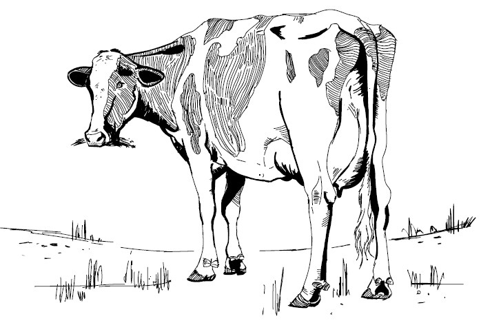 Иллюстрация к книге — Секретная жизнь коров. Истории о животных, которые не так глупы, как нам кажется [i_027.jpg]